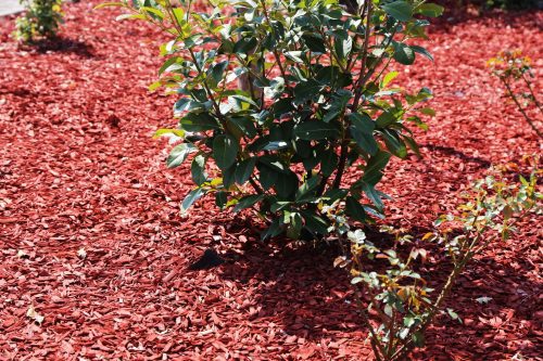 red mulch 1 scaled e1661354581904